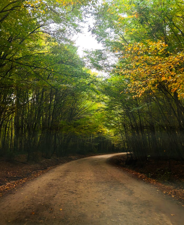 home-hero A serene forest path surrounded by lush green trees in İğneada, Türkiye during early fall.